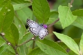 HESPERIIDAE, Pyrgus albescens